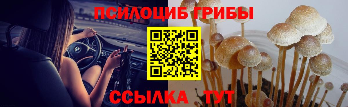 Псилоцибиновые грибы Cubensis Торжок